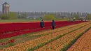 Petani bekerja di ladang tulip di Meerdonk, Belgia (3/5/2021). Sebagian besar tulip di wilayah ini ditanam khusus untuk umbi dan bukan bunganya, namun bunganya tetap di ladang sampai mekar sempurna sebelum ditebang. (AP Photo/Virginia Mayo)