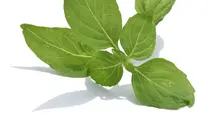 Jangan sepelekan kemangi. Daun hijau dengan aroma khas ini mengandung vitamin penting untuk tubuh. Apa saja?
