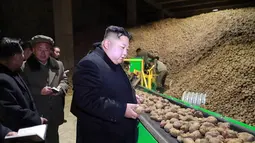 Pemimpin Korea Utara Kim Jong-Un melihat kentang saat mengunjungi pabrik produksi Samjiyon Potato Farina di Samjiyon County (30/10). (Photo by KCNA VIA KNS / KCNA VIA KNS / AFP)