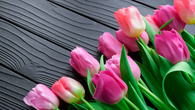 ilustrasi tulip