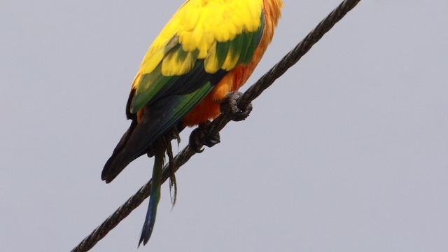 30 Hewan yang Memiliki Corak Warna yang dengan Pelangi, Menawan dan Unik