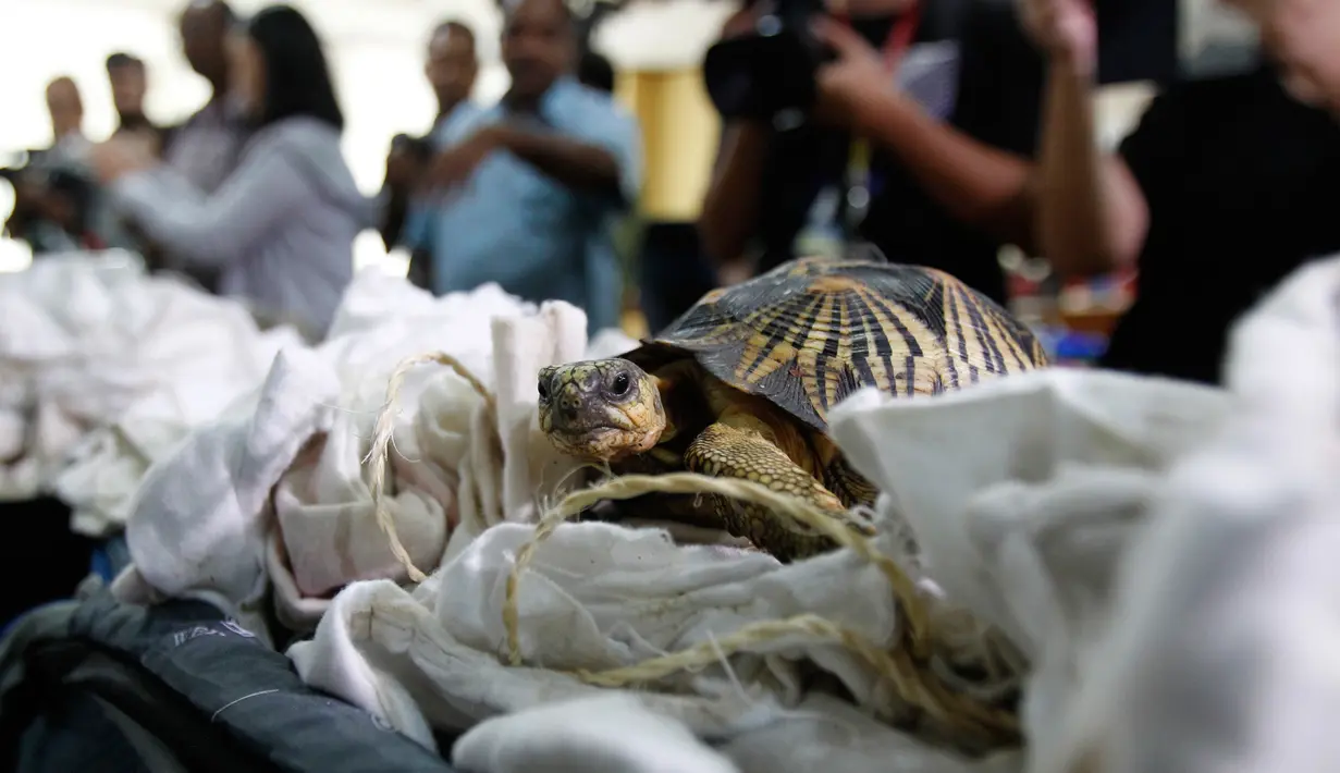 Kura-kura Madagaskar yang gagal diselundupkan diperlihatkan saat konferensi pers di kantor Bea Cukai di Sepang, Senin (15/5). Otoritas Malaysia menggagalkan penyelundupan 330 kura-kura langka yang terancam punah dari Madagaskar (AP Photo/Daniel Chan)