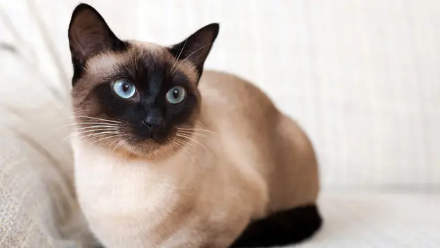 5 Ras Kucing Terpopuler yang Tepat Dijadikan Hewan Peliharaan untuk Para Pemula (1)