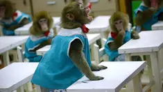 Seekor monyet berteriak kepada seorang pelatih di sekolah pelatihan kebun binatang di Dongying, China timur, 26 Januari 2016. Belasan monyet dilatih di sekolah itu sebagai bagian dari perayaan Tahun Monyet yang mulai pada 8 Februari. (AFP PHOTO/WANG Zhao)