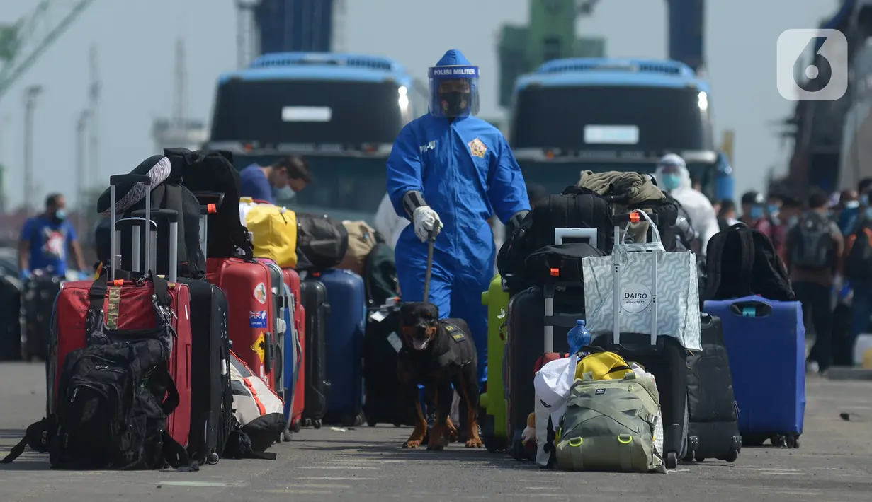 Petugas dengan anjing pelacak memeriksa barang bawaan ABK kapal MV Costa Mediterania yang tiba di dermaga JICT 2 Pelabuhan Tanjung Priok, Jakarta, Selasa (6/10/2020). Dari total 99 orang yang tiba, 82 di antaranya adalah WNA dari delapan negara. (merdeka.com/Imam Buhori)