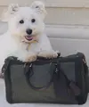 Rumah mode legendaris ini kembali memperkuat posisinya sebagai trendsetter bagi para pemilik hewan peliharaan kelas konglomerat lewat Louis Vuitton Dog Collection 2026, sebuah rangkaian aksesori mewah untuk anjing, dari tas, baju, beret, hingga mangkuk minum yang dilapisi kulit premium. [Dok/LOUIS VUITTON].