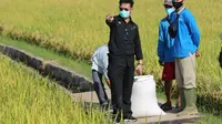 Mentan Syahrul Yasin Limpo Panen Raya di Bangka Selatan