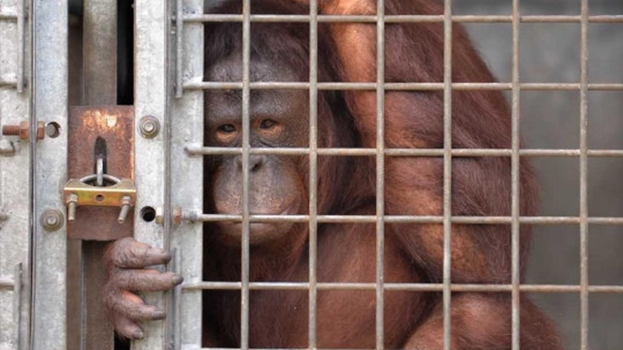 Menengok bayi orang utan selamat dari kebakaran hutan Palangkaraya
