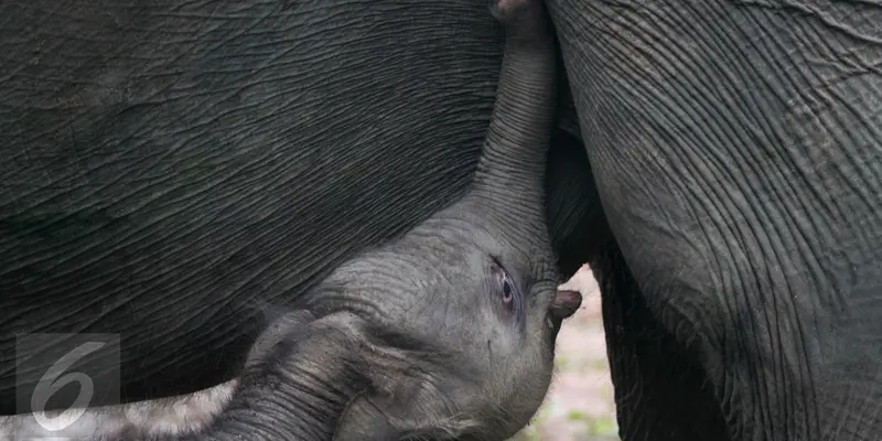 20161011-Bayi-Gajah-Lahir-Waykambas-F1