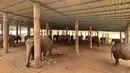 Sejumlah gajah tampak terantai di sebuah kamp yang tak diketahui di Chiang Mai, Thailand (29/3/2020). Gajah yang biasa 'dipekerjakan' di sektor wisata itu harus menghadapi kelaparan dengan kaki terantai berjam-jam. (HANDOUT/ELEPHANT NATURE PARK/AFP)