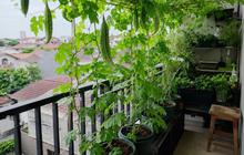 7 Inspirasi Kebun Pare Mini di Balkon, Hemat Ruang tapi Tetap Produktif