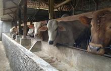Kisruh daging sapi, Bareskrim dalami surat larangan berjualan APPHI