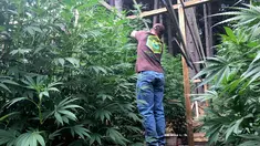 Steve Dillon menanam pohon ganja di pekarangan rumahnya di Humboldt County, California pada 28 Agustus 2016. California merupakan satu dari delapan negara bagian AS yang tengah memperjuangkan legalisasi ganja. (REUTERS/Rory Carroll)