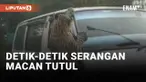 Heboh! Macan Tutul Serang 13 Orang dan Sebuah Mobil