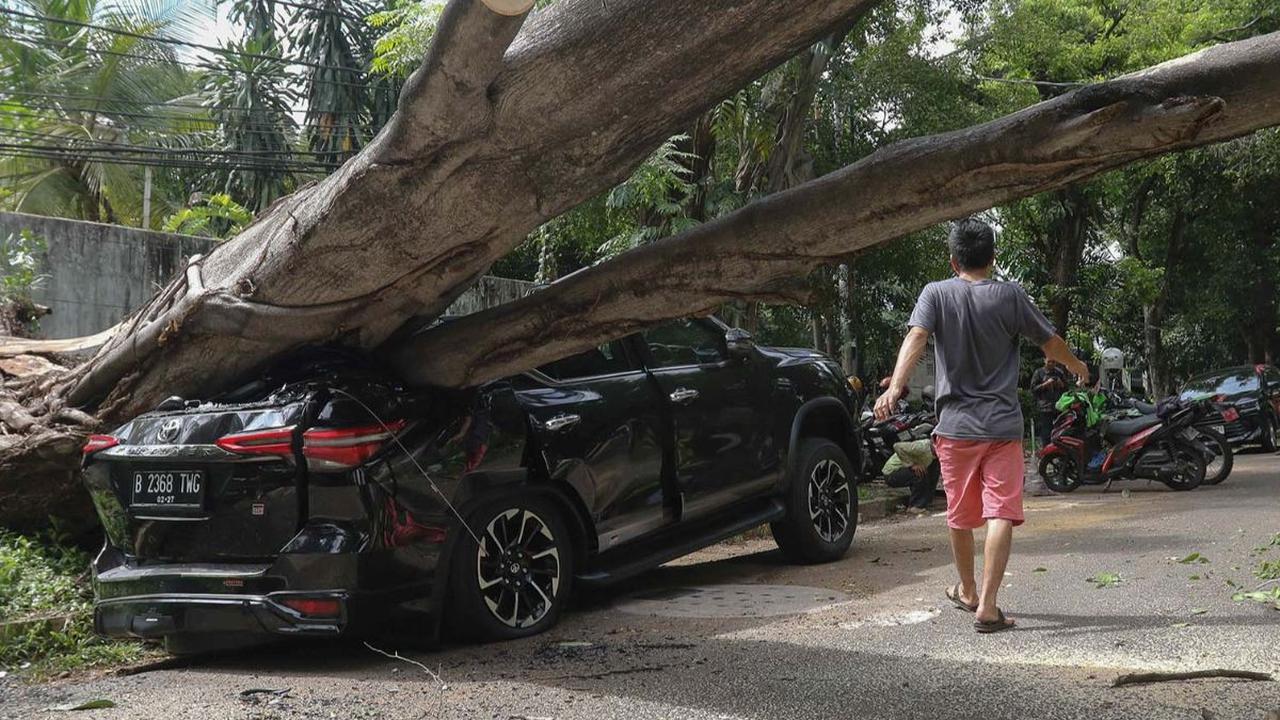 Sebuah pohon berukuran besar tiba-tiba tumbang&nbsp;di Jalan Sriwijaya I, Kebayoran Baru, Jakarta Selatan, Selasa (16/1/2024). Pohon tumbang tersebut ambruk hanya sekitar 20 meter saja dari kediaman Prabowo.<br>