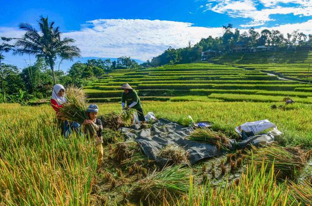 Harga Gabah Menguat Kesejahteraan Petani Meningkat