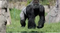 Setelah kabur dari kandangnya, gorila ini justru asyik minum jus sebanyak lima liter