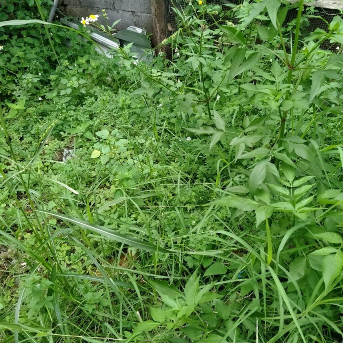Membasmi Rumput Liar