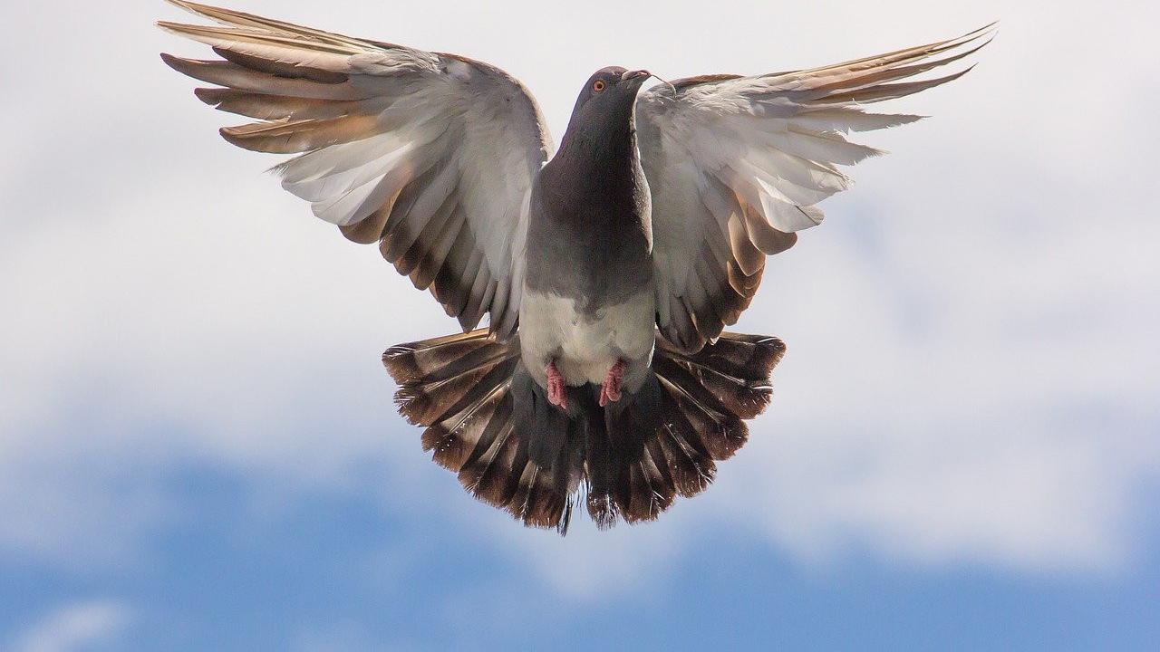 Ilustrasi resep masakan, burung dara