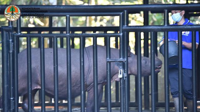 Badak Sumatra Pahu yang berada di Kalimantan