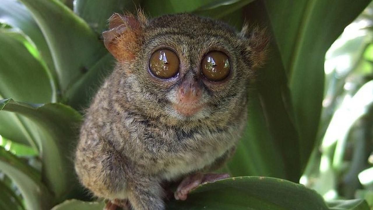 Wajib Dilindungi! Ini 12 Satwa Endemik Indonesia yang Hampir Punah, Diantaranya Komodo dan Harimau Bali