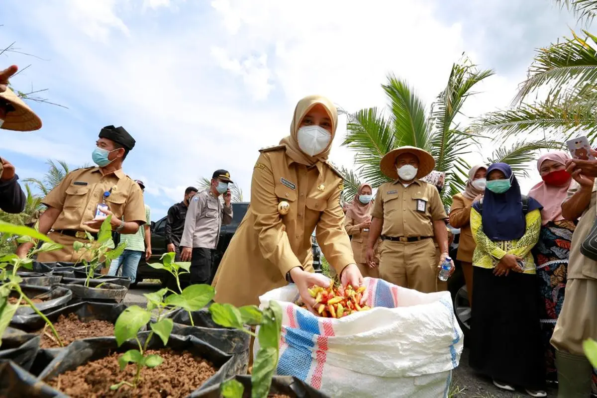 Bupati Banyuwangi Ipuk Fiestiandani tijau panen Cabai di Banyuwangi (Istimewa)