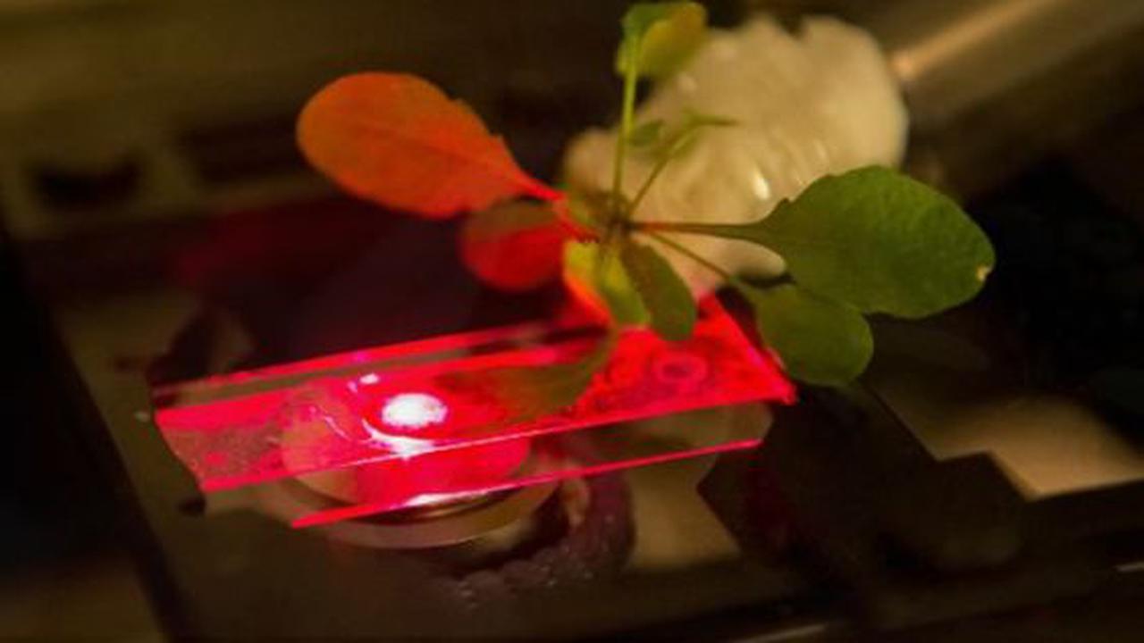 Sebentar Lagi, Tanaman Bisa Hasilkan Energi Listrik