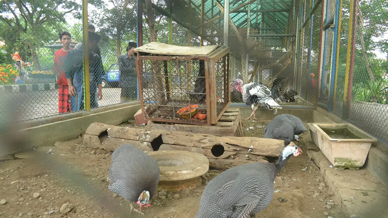 20151123-tarekot-malang-hewan dilindungi merak hijau