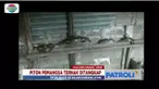 Ular piton kembali masuk permukiman warga sampai pangsa hewan ternak di Tanjungpinang, Kepulauan Riau dan Makassar, Sulawesi Selatan.