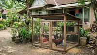 Cara Membuat Kandang Ayam Mini dari Jaring yang Praktis, Ini Inspirasi Desainnya