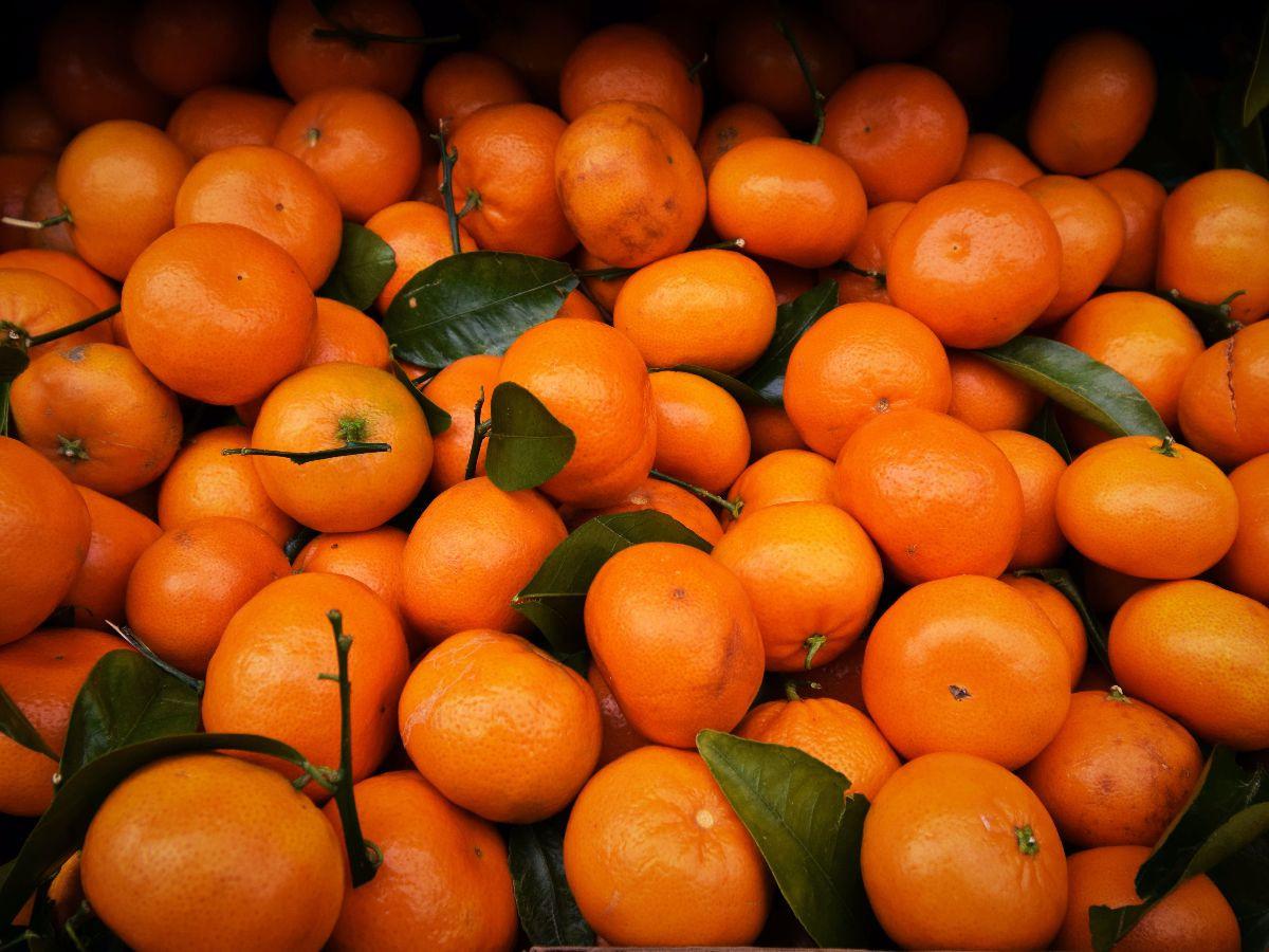 Jeruk Mandarin