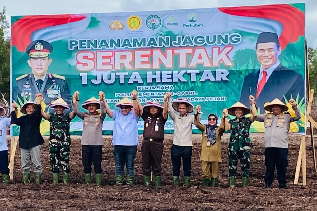 Tanam Jagung Serentak