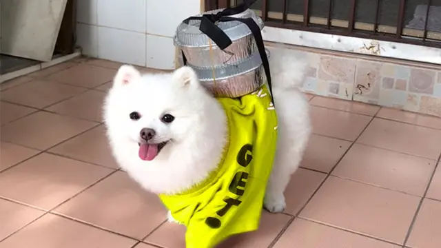 Deretan Potret Lucu Jika Anjing Jadi Kurir Antar Barang