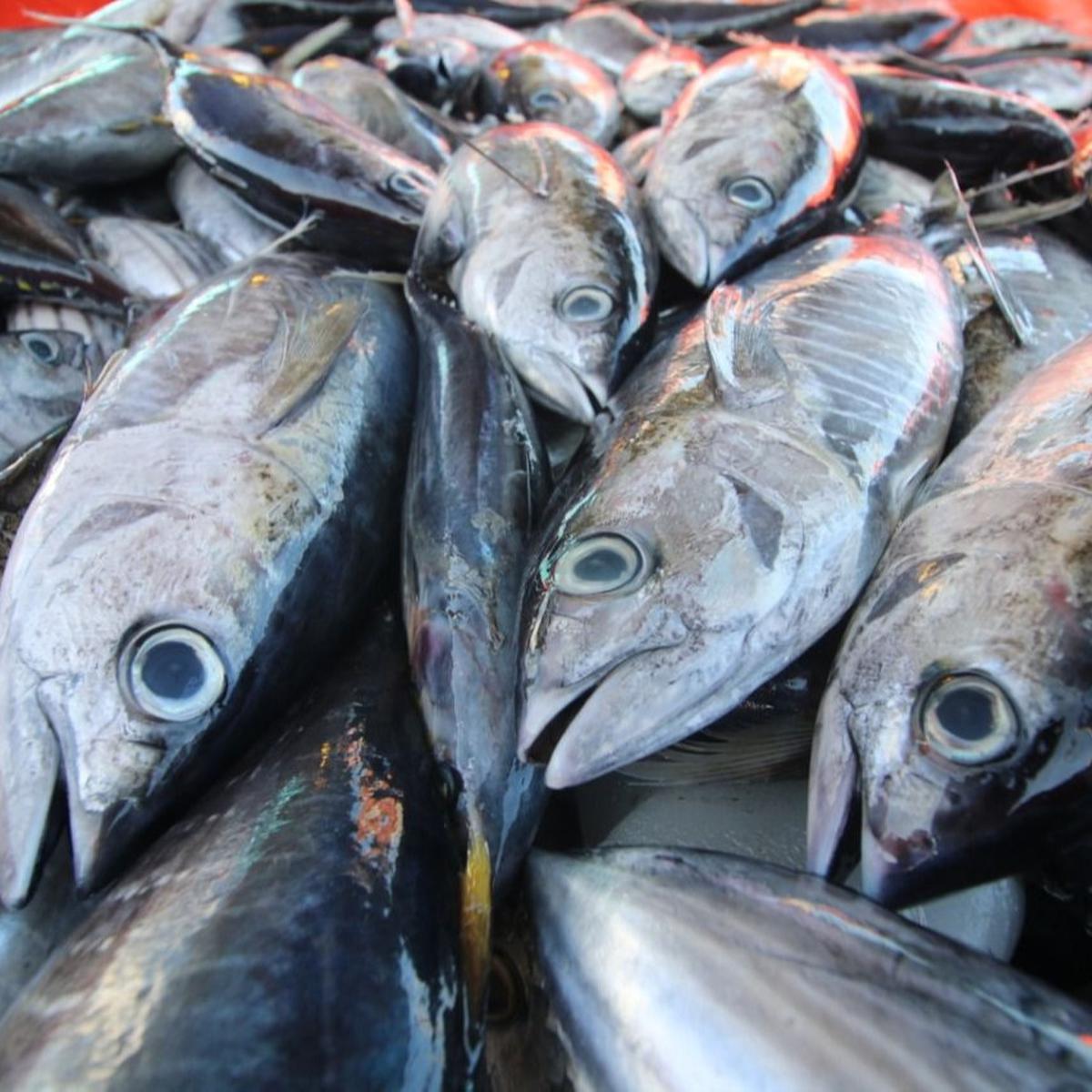 Ikan tuna dan cakalang. (Dok KKP)