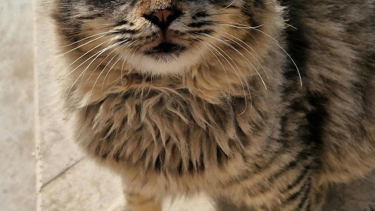 <b>Kucing Skogkatt</b>
