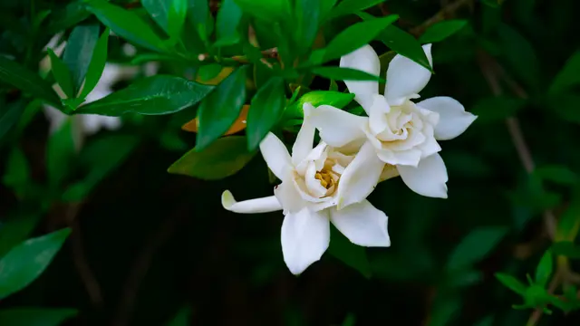 Mini Tagar (Melati Kaca)