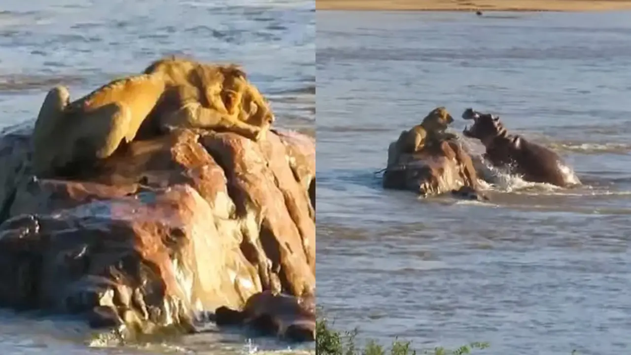 Viral Singa Dikepung Kuda Nil