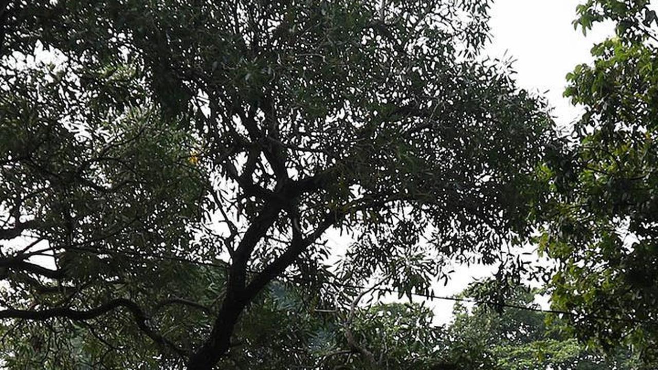 FOTO: Menikmati Keasrian Taman Situ Lembang, Ada Danau Peninggalan Belanda