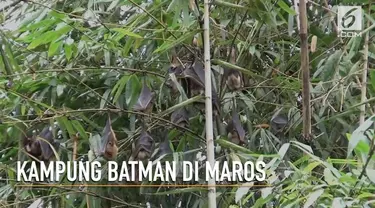 Ribuan kelelawar huni sebuah dusun di Maros, Sulawesi Selatan. Mereka sudah puluhan tahun tinggal disana.