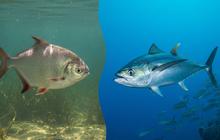 Lebih Sehat Ikan Laut atau Ikan Air Tawar? Ini Perbandingan Gizinya