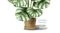 Ilustrasi calathea. (Image by rawpixel.com on Freepik)