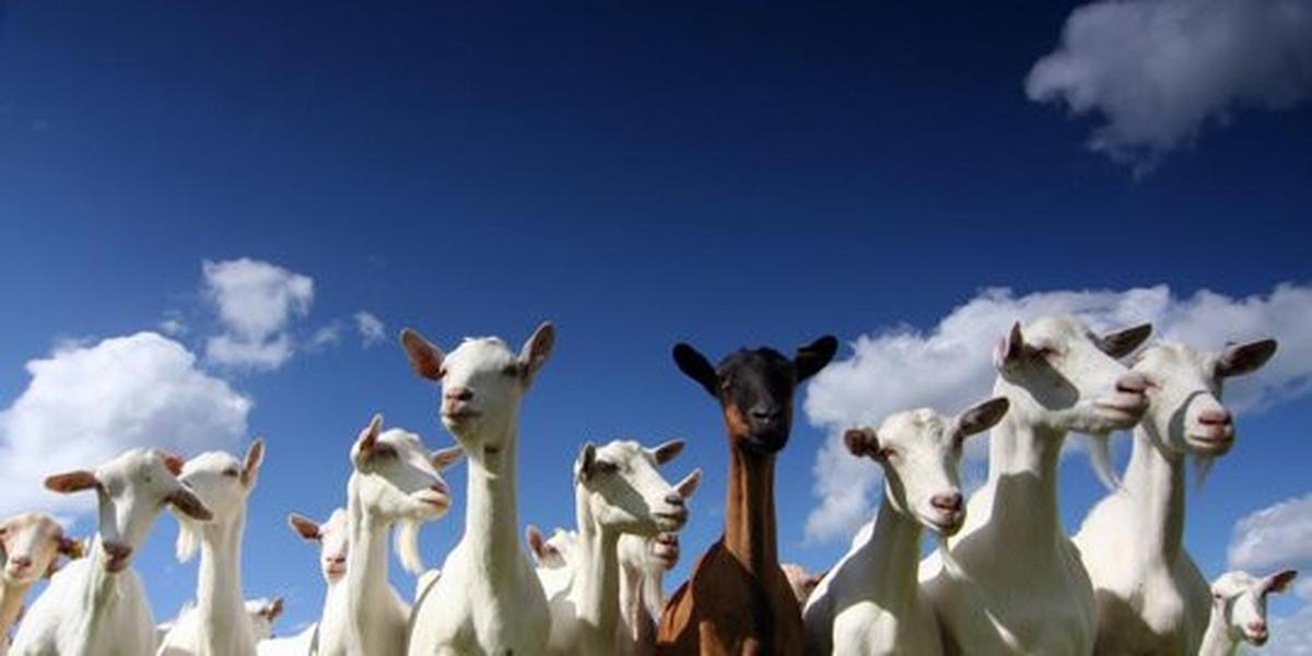 Puluhan kambing mati misterius di Trenggalek