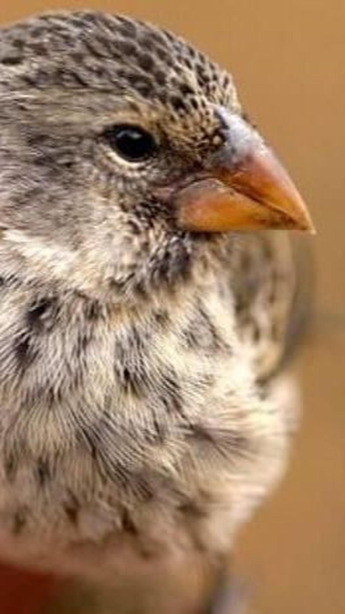 6. Darwin’s Finches<br>