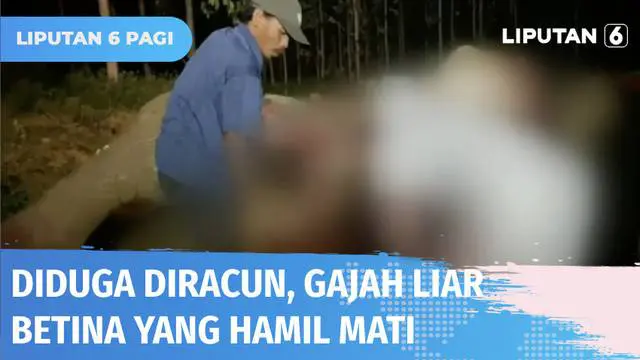 Gajah liar berjenis kelamin betina yang tengah hamil ini terbujur kaku di area konsesi PT Riau Abadi Lestari. Bagian hidung, mulut dan telinga mengeluarkan darah, diduga gajah ini mati diracun oleh pihak tak bertanggung jawab.