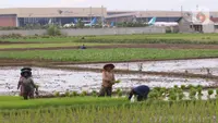 Produksi Beras Indonesia Tertinggi di Asia Tenggara