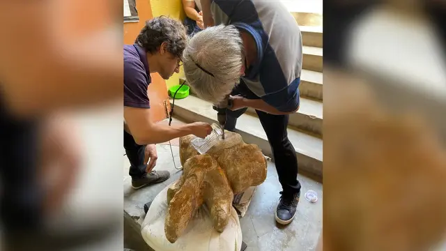 Wujud Fossil dari Perucetus Colossus