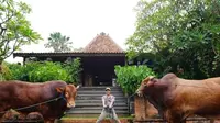 Jelang Idul Adha 2025, Irfan Hakim dan Ayu Ting Ting Siapkan Qurban Sapi Jumbo Lagi?