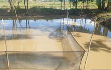 Fakta Unik: Banyuasin Pertahankan Status Penghasil Produksi Ikan Patin Terbesar Kedua di Sumsel