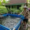 9 Cara Ternak Lele di Kolam Terpal Sambil Menanam Sayuran, Hemat Tempat dan Praktis