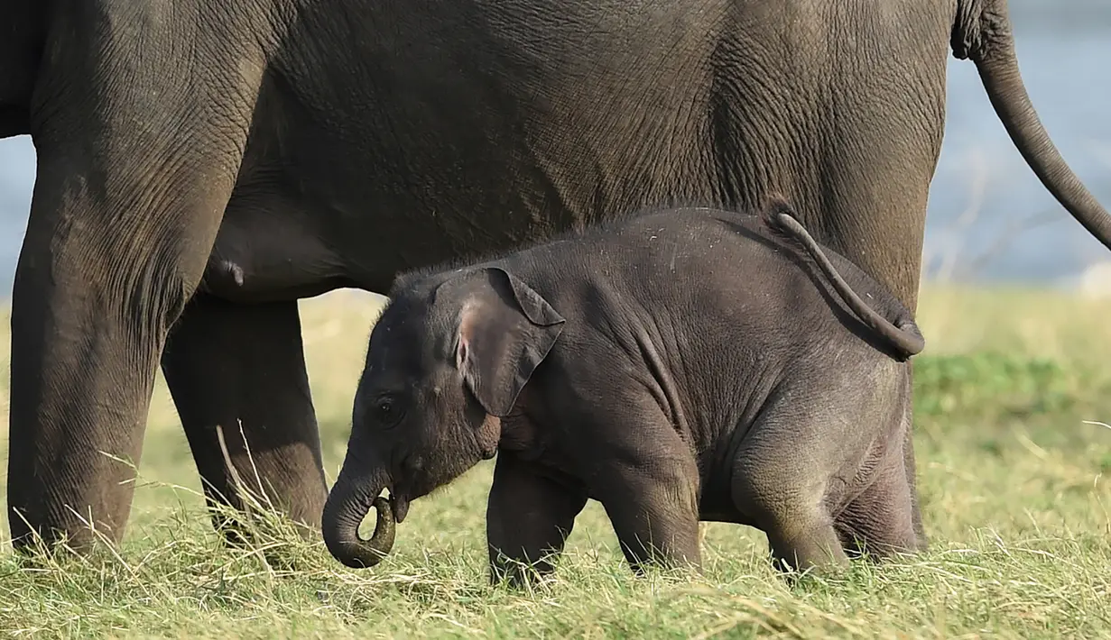 Bayi gajah Sri Lanka berjalan bersama gajah dewasa di taman nasional Kaudulla, Habarana, 30 Juli 2018. Secara umum taman nasional ini memiliki 24 spesies mamalia, 25 spesies reptil, 26 jenis ikan, dan 160 spesies burung. (AFP PHOTO/ISHARA S. KODIKARA)